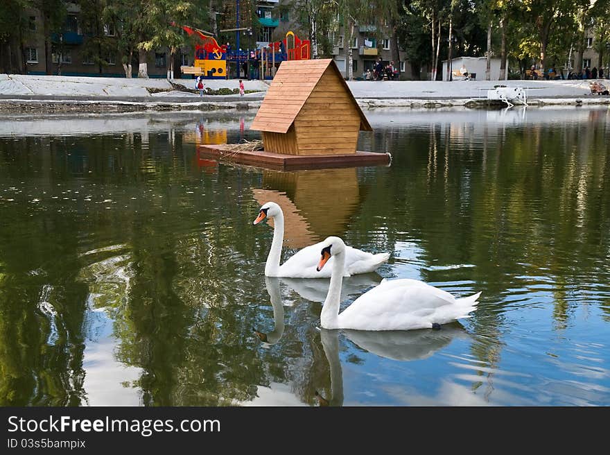 Swan Lake in the urban landscape