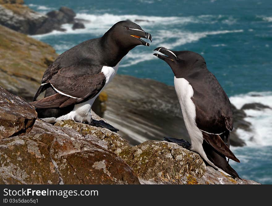 A male and a female Razorbill. They come ashore only during the breeding season. A male and a female Razorbill. They come ashore only during the breeding season.