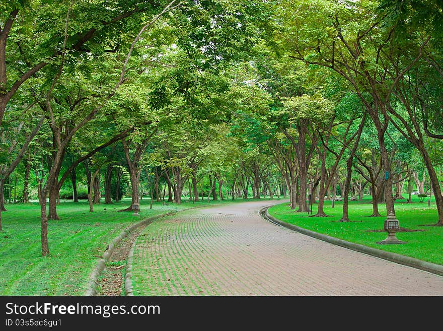 Beautiful green grass wayside trees