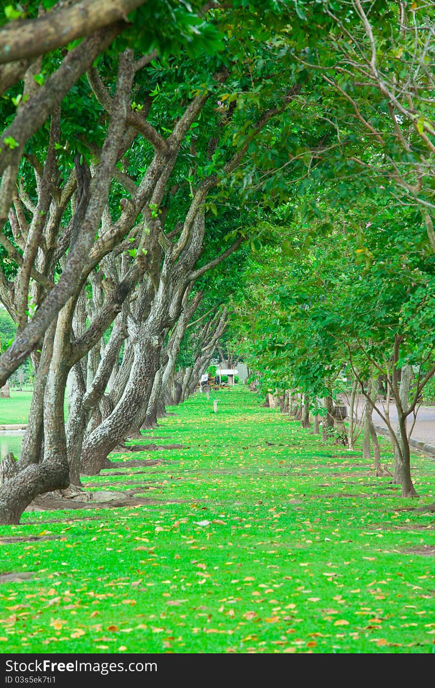 Beautiful green grass wayside trees