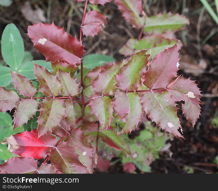 Black Berry Branches