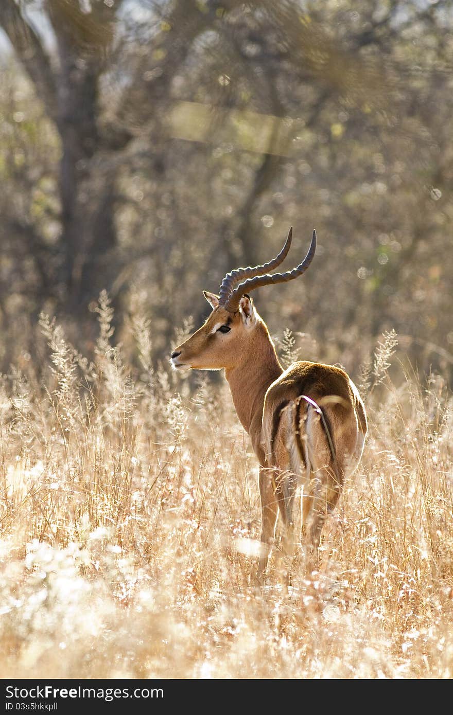 Backlit Impala