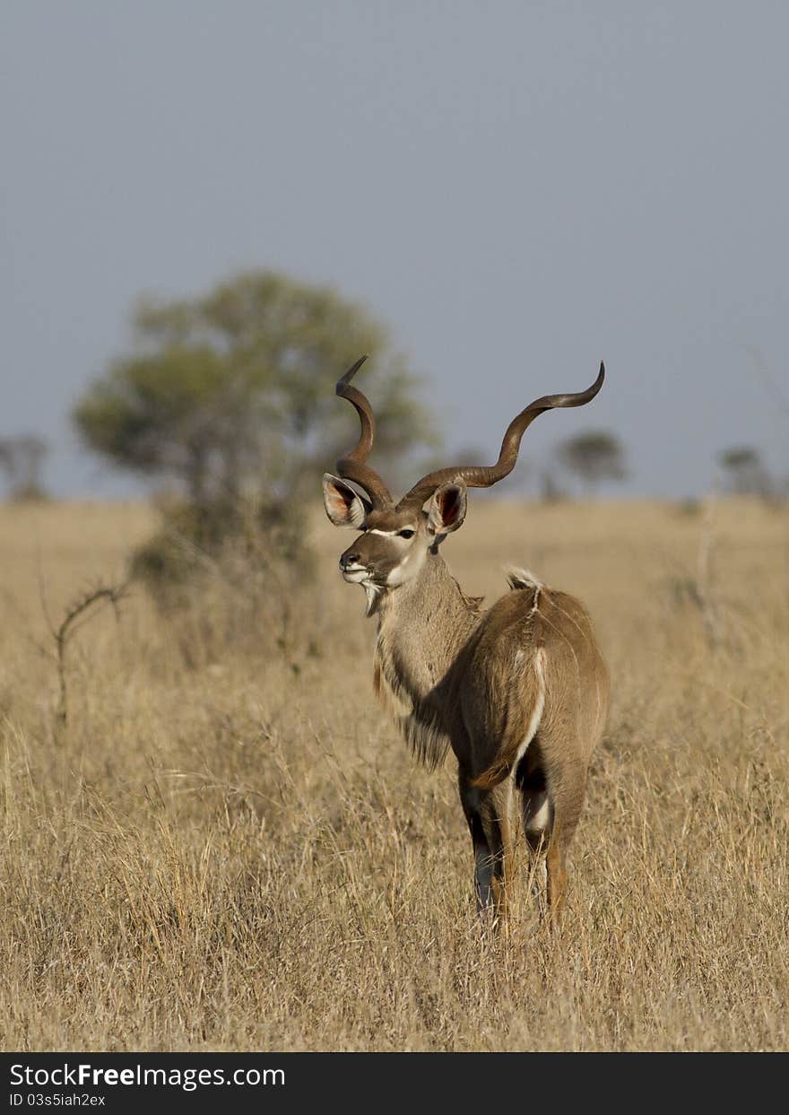 Kudu bulle standing alert in the african savannah