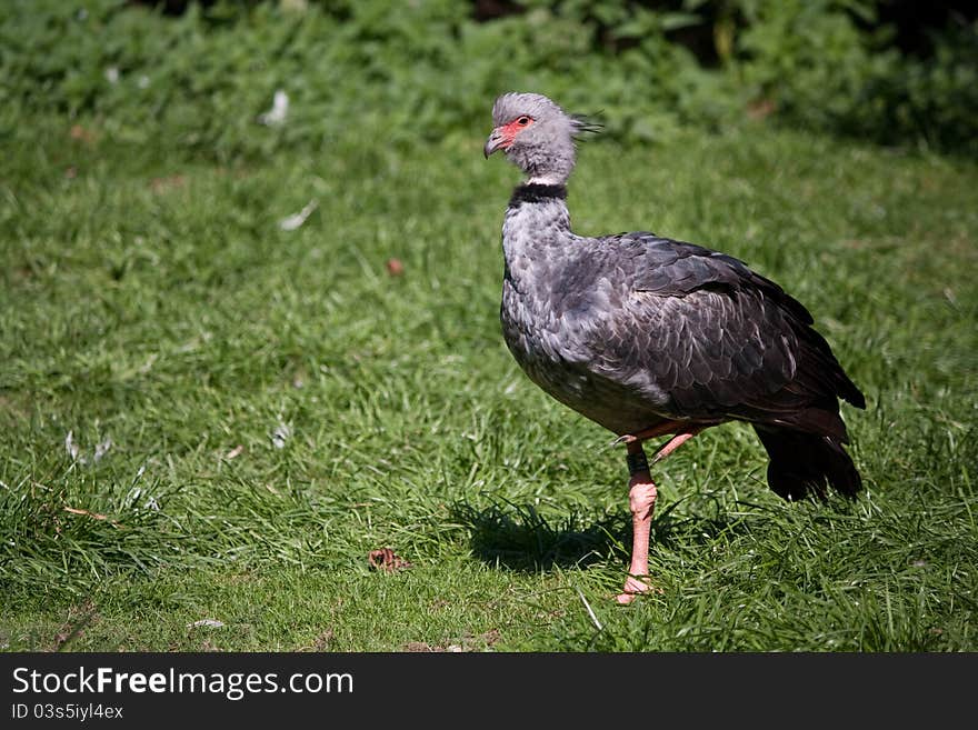 Southern Screamer (Chauna torquata) staying on grassland