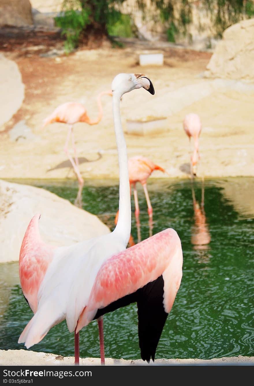 Portrait of a pink flamingo in a profile closeup in Africa. Tunisia shoot. Portrait of a pink flamingo in a profile closeup in Africa. Tunisia shoot.