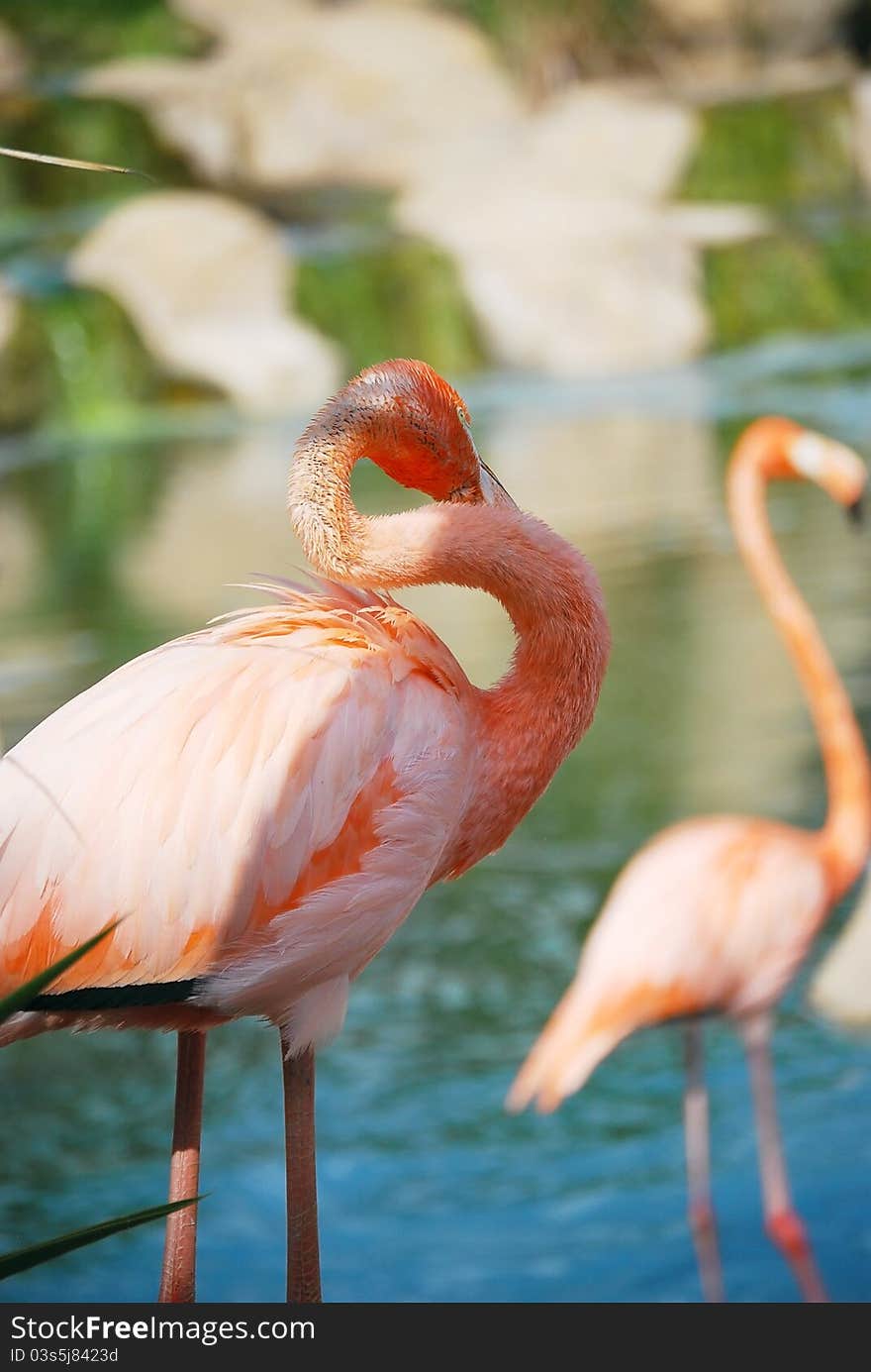 Portrait of a pink flamingo.