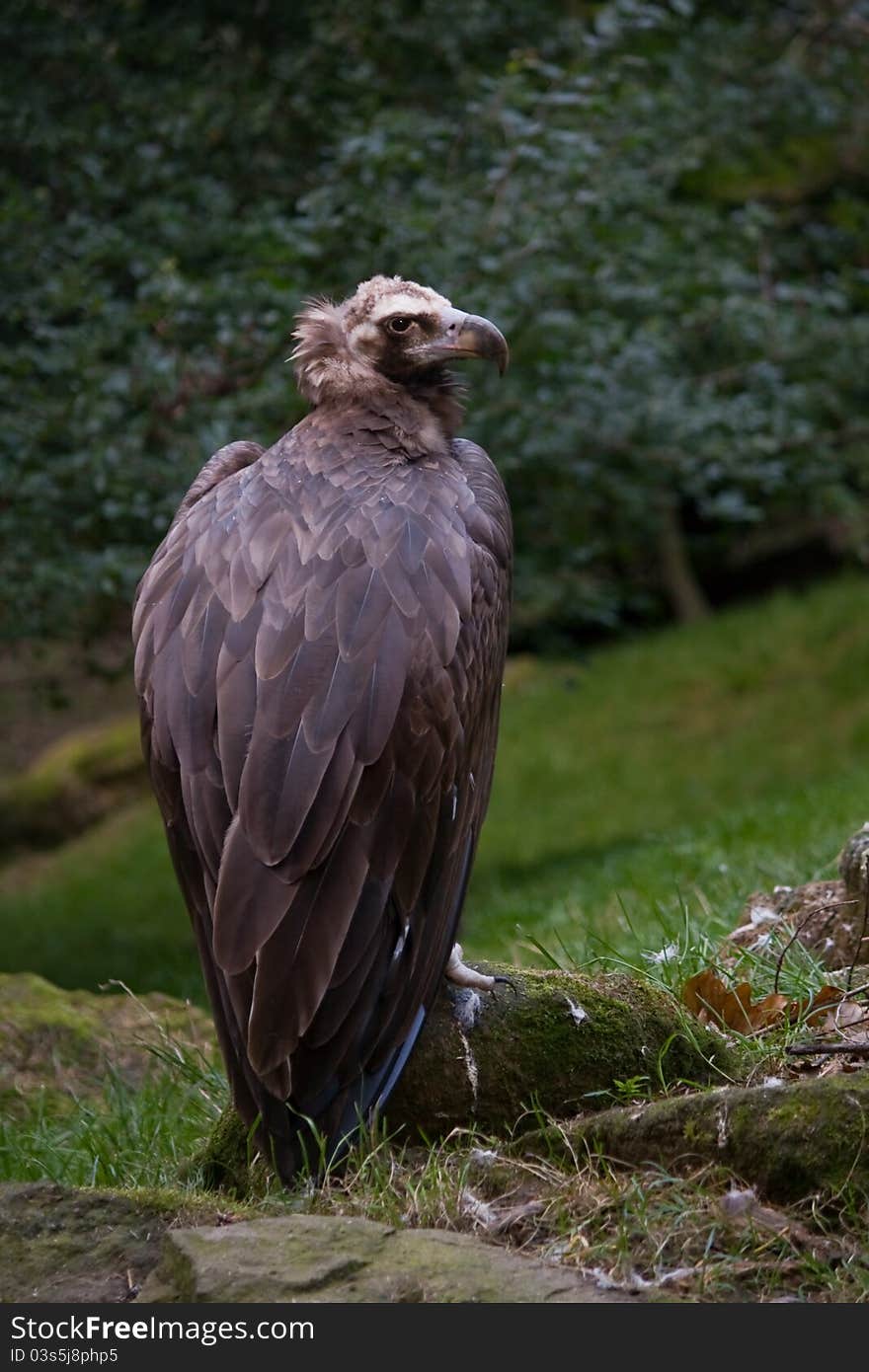 Cinereous Vulture (Aegypius monachus) near forest