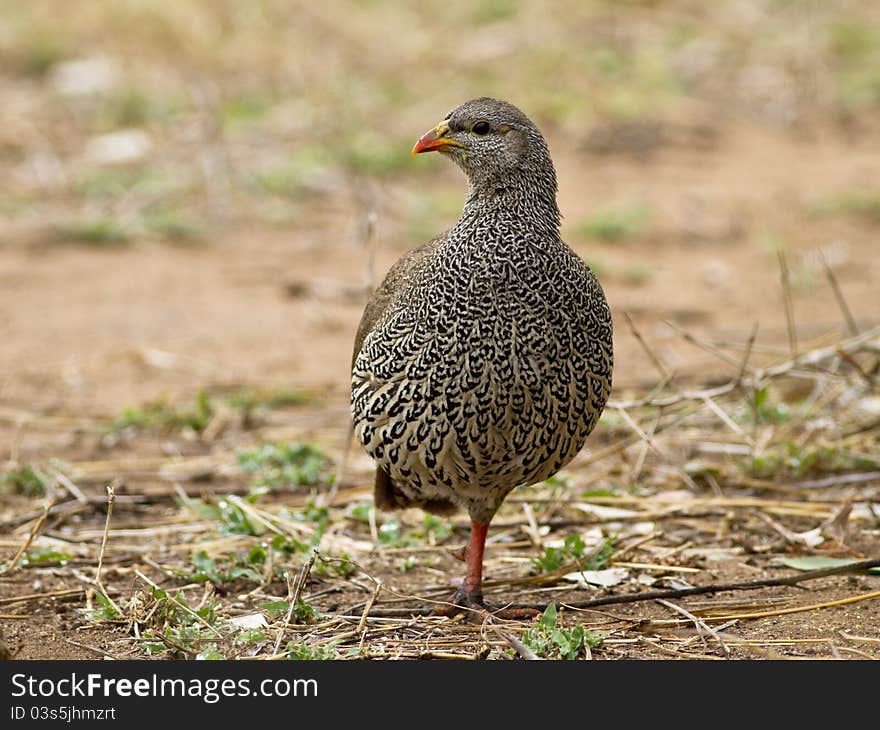 Natal spurfowl standing on one leg and eyeing the photographer