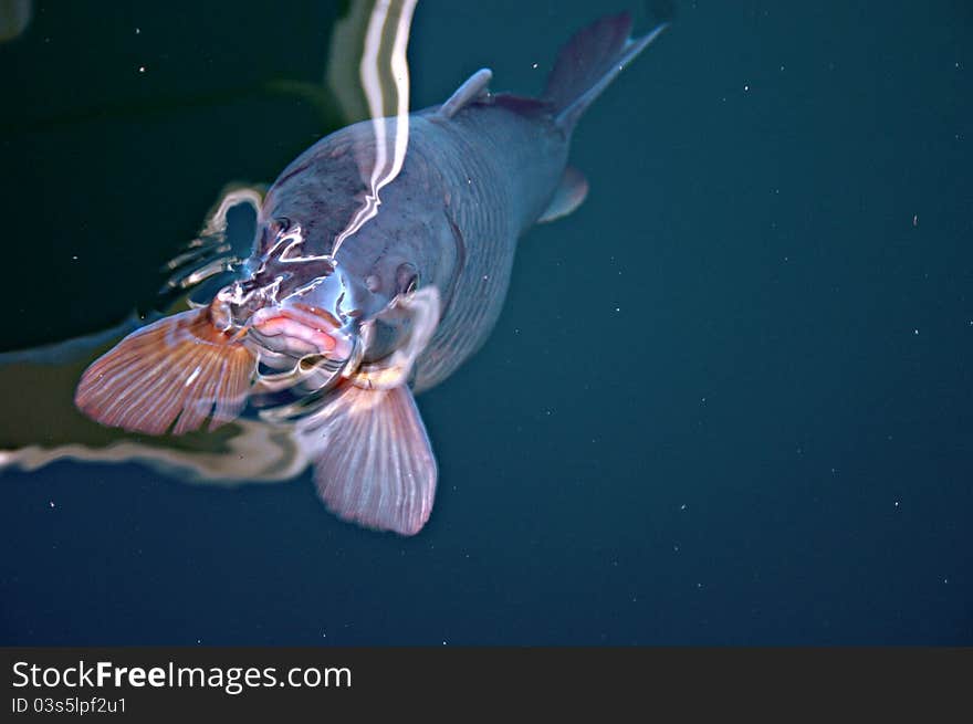 A carp rises to the surface, puckering its human-like lips as they poke out of the water. A carp rises to the surface, puckering its human-like lips as they poke out of the water