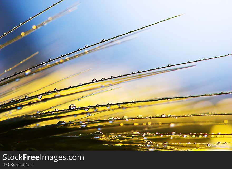 Wet thorns on the color background. Wet thorns on the color background