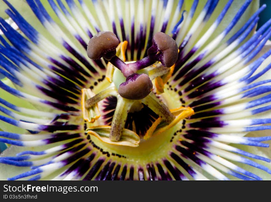 Close-up view of blue passion flower. Close-up view of blue passion flower.