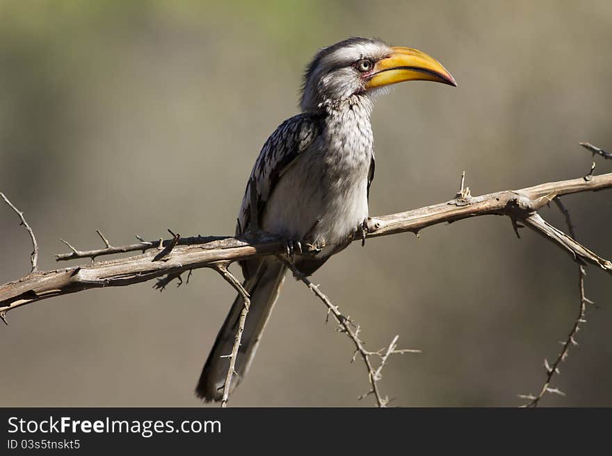 Southern Yellow Hornbill