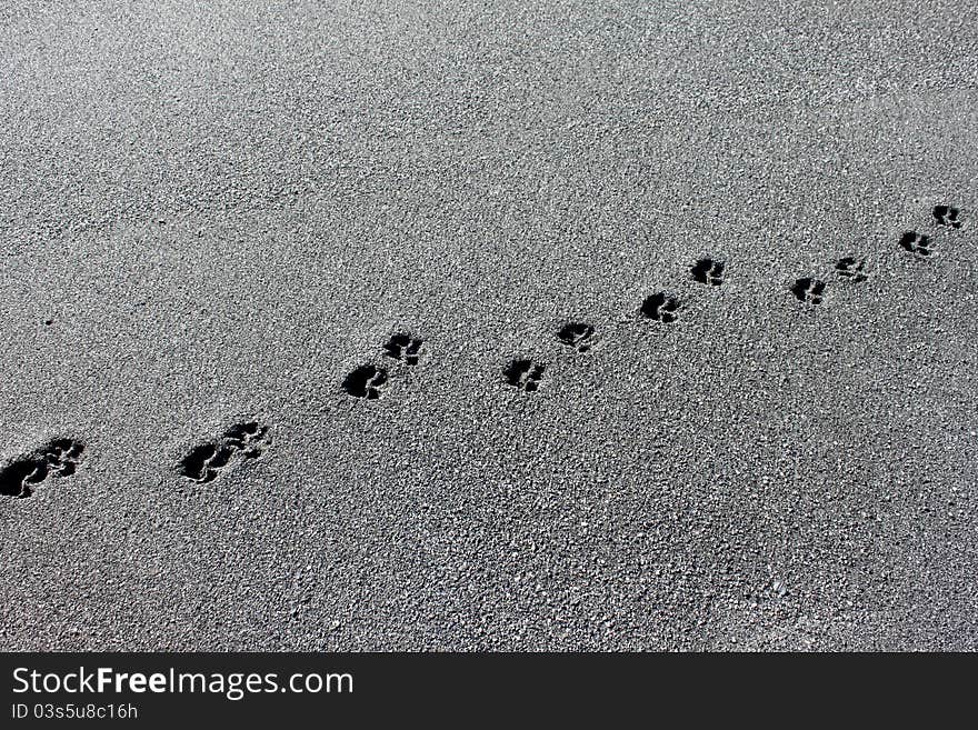 Dog tracks in the sand along the pacific shoreline.