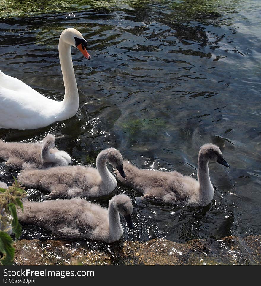 A mute swan with her baby cygnets. A mute swan with her baby cygnets