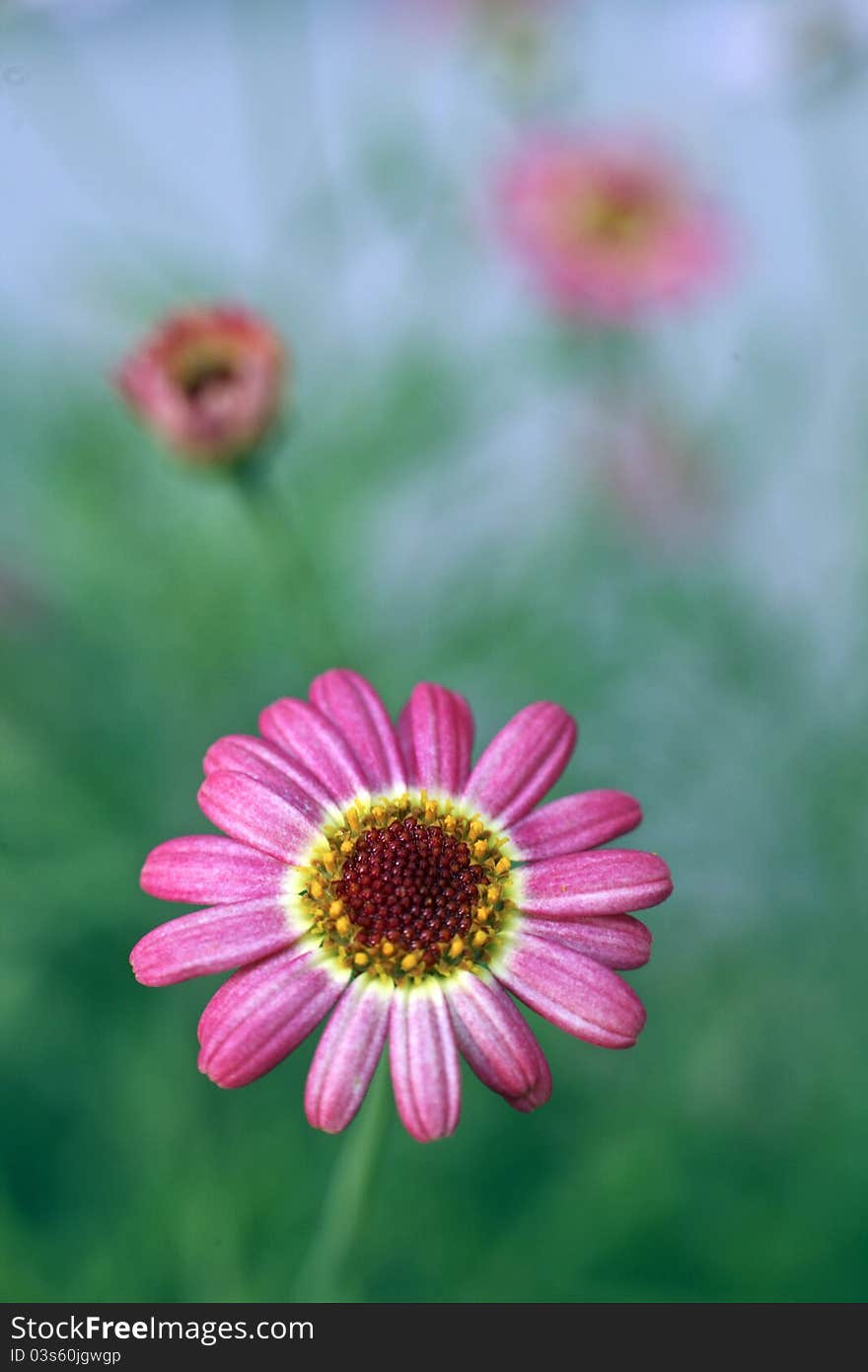 A macro photo of a daisy, with very shallow depth of field and natural colors. A macro photo of a daisy, with very shallow depth of field and natural colors.