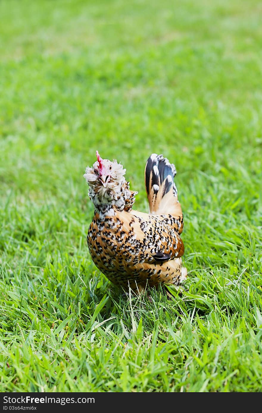 Hen