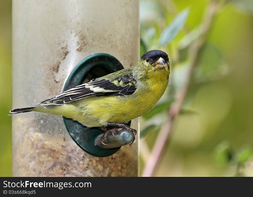 Yellow Gold Finch Perched On Bird feeder