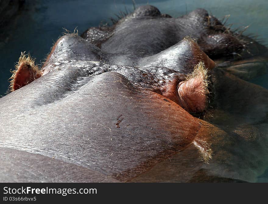 Close Up Rear View Of Hippo Head. Close Up Rear View Of Hippo Head