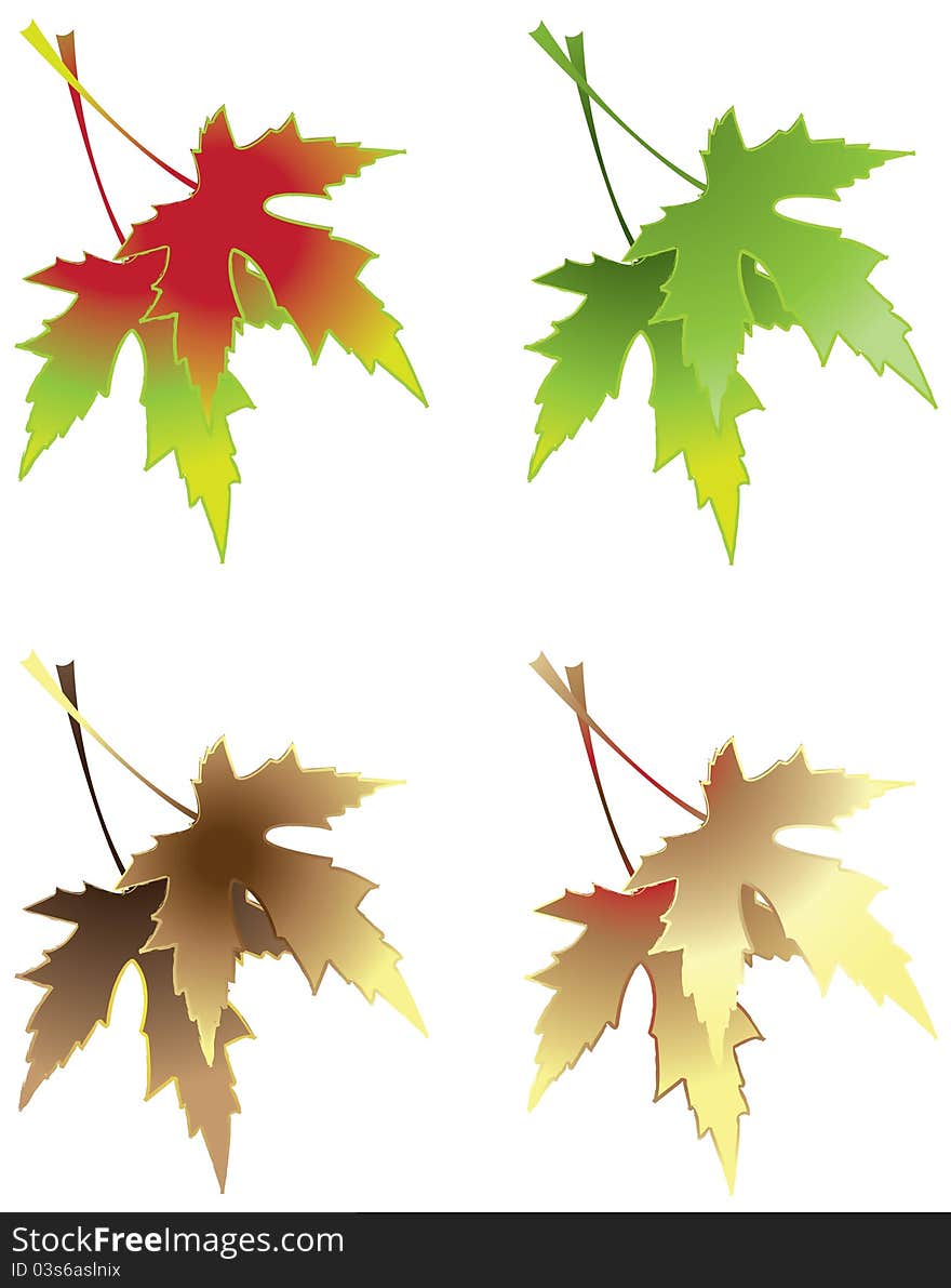 Maple Leaves