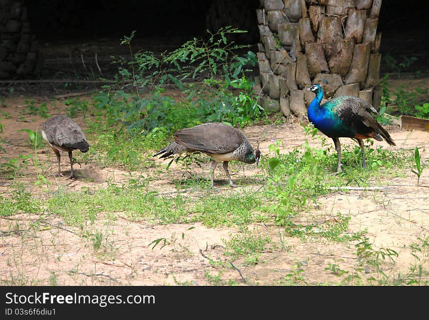 A picture of wild peococks in tropical forest, North-East of Thailand. A picture of wild peococks in tropical forest, North-East of Thailand