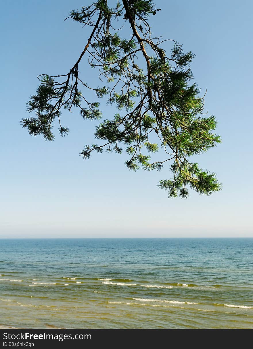 Brunch of pine and sea.