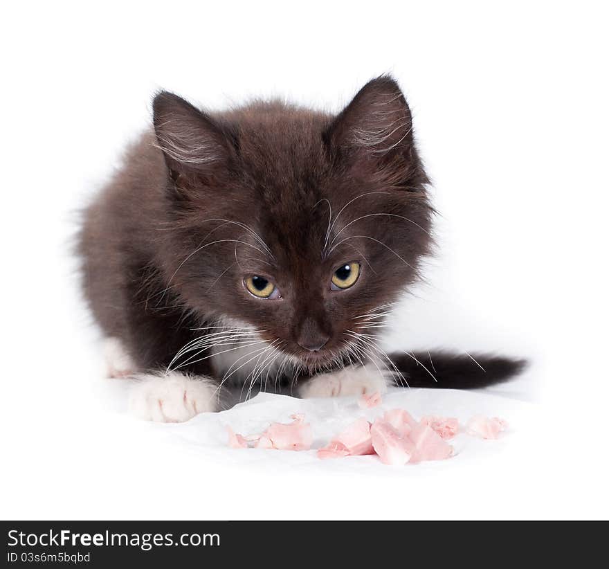 Brown kitten eating sausage on white background. Brown kitten eating sausage on white background