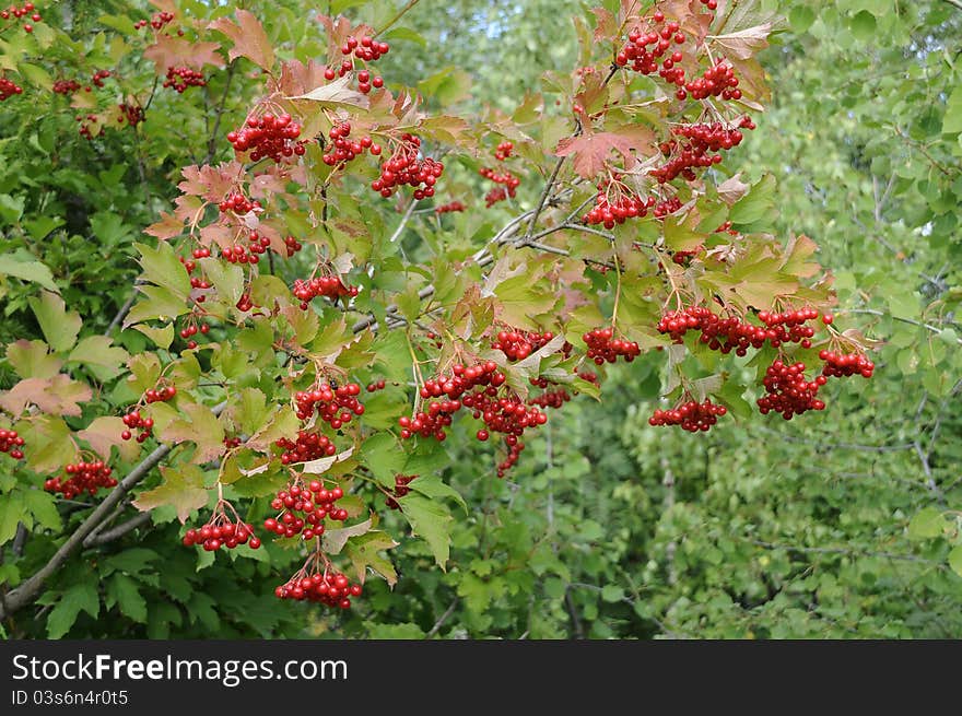 Red viburnum in autumn  forest