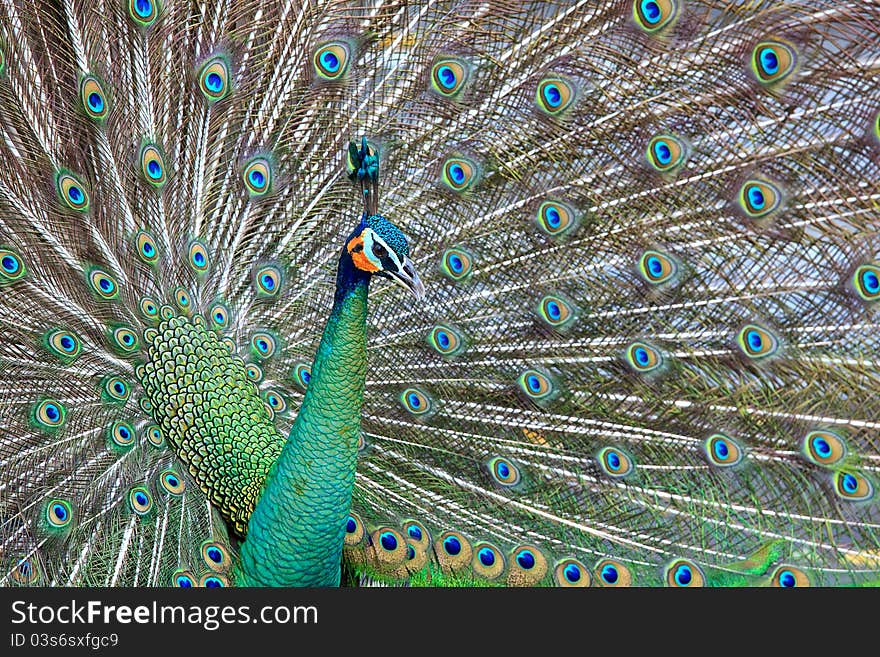 Colorful peacocks are spread tail-feathers. Colorful peacocks are spread tail-feathers