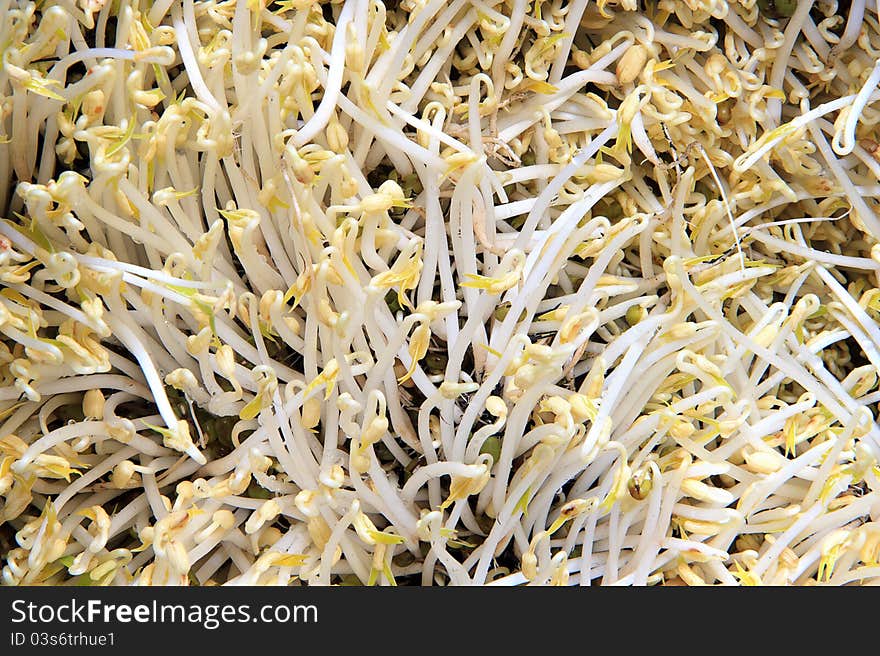 Organic green mung bean, Bean sprouts