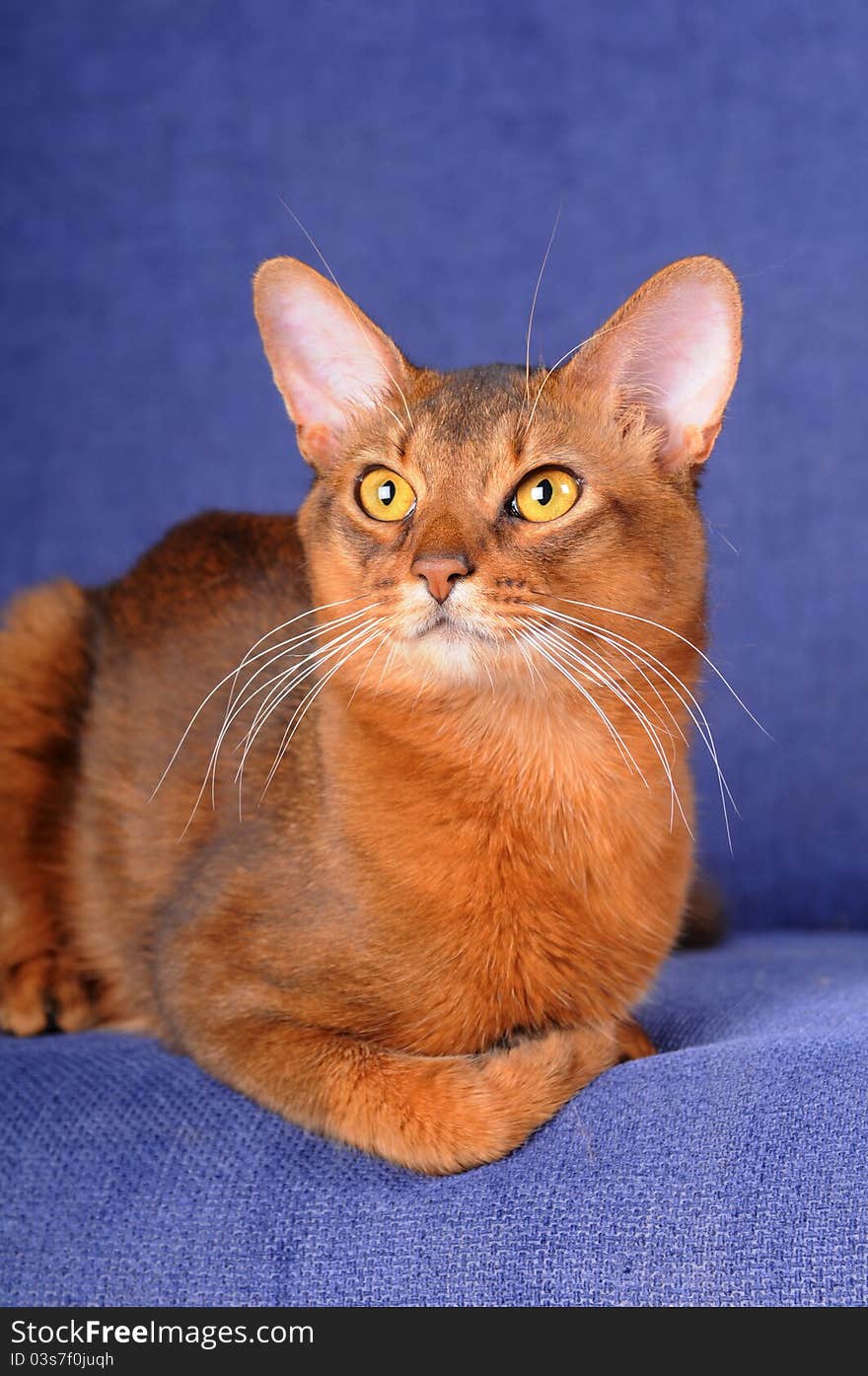 Red Somali Cat Lying On Sofa