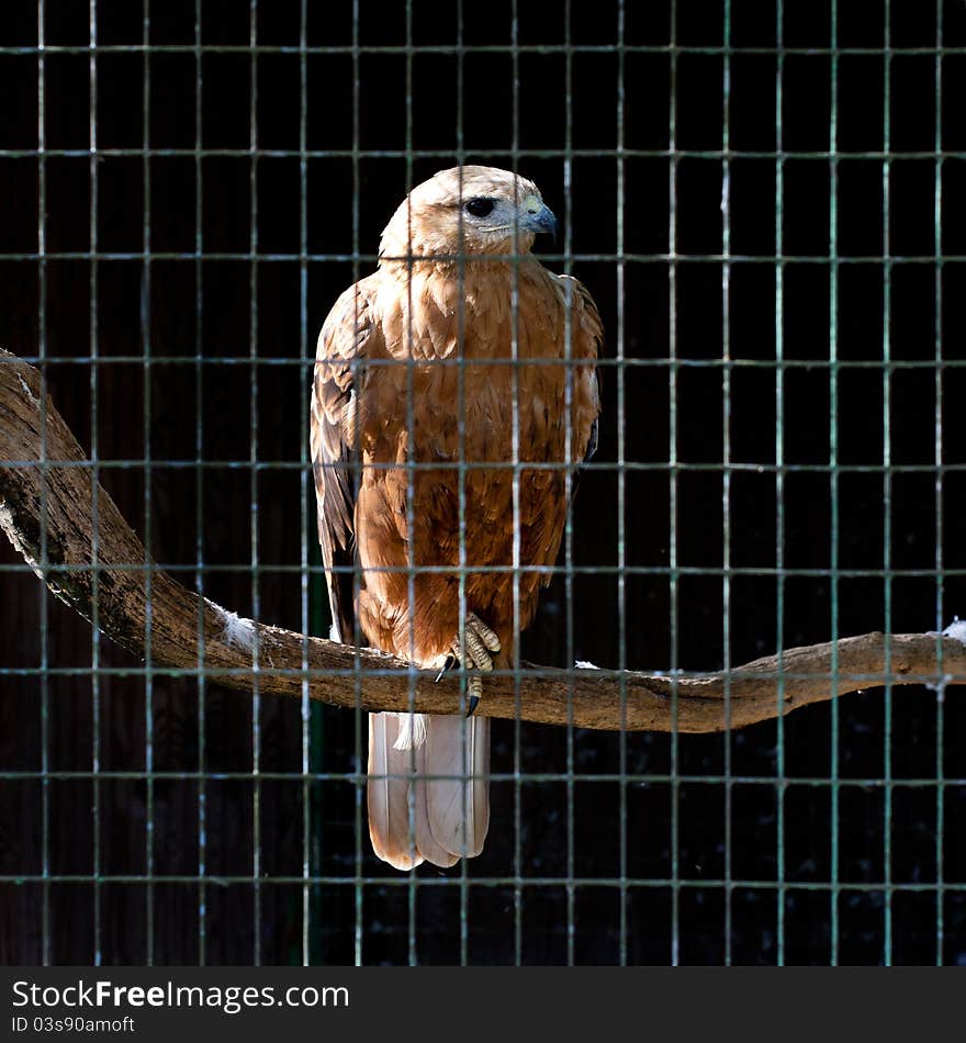 Hawk in zoo