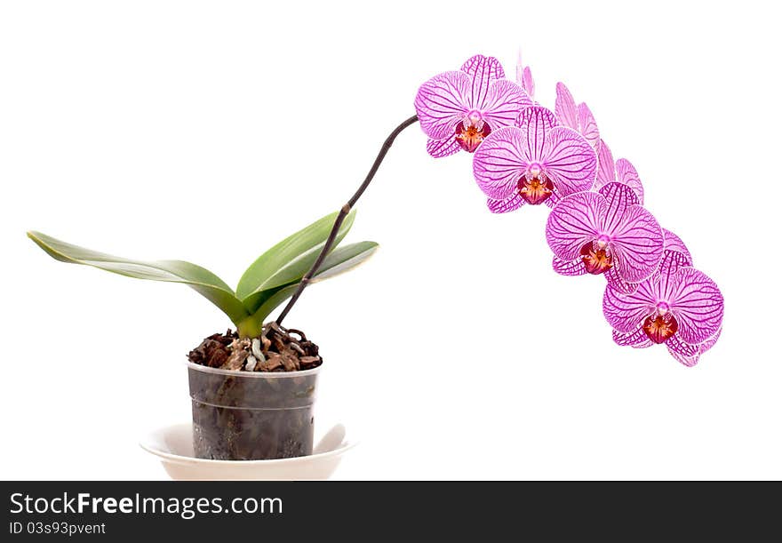 Orchid In A Pot