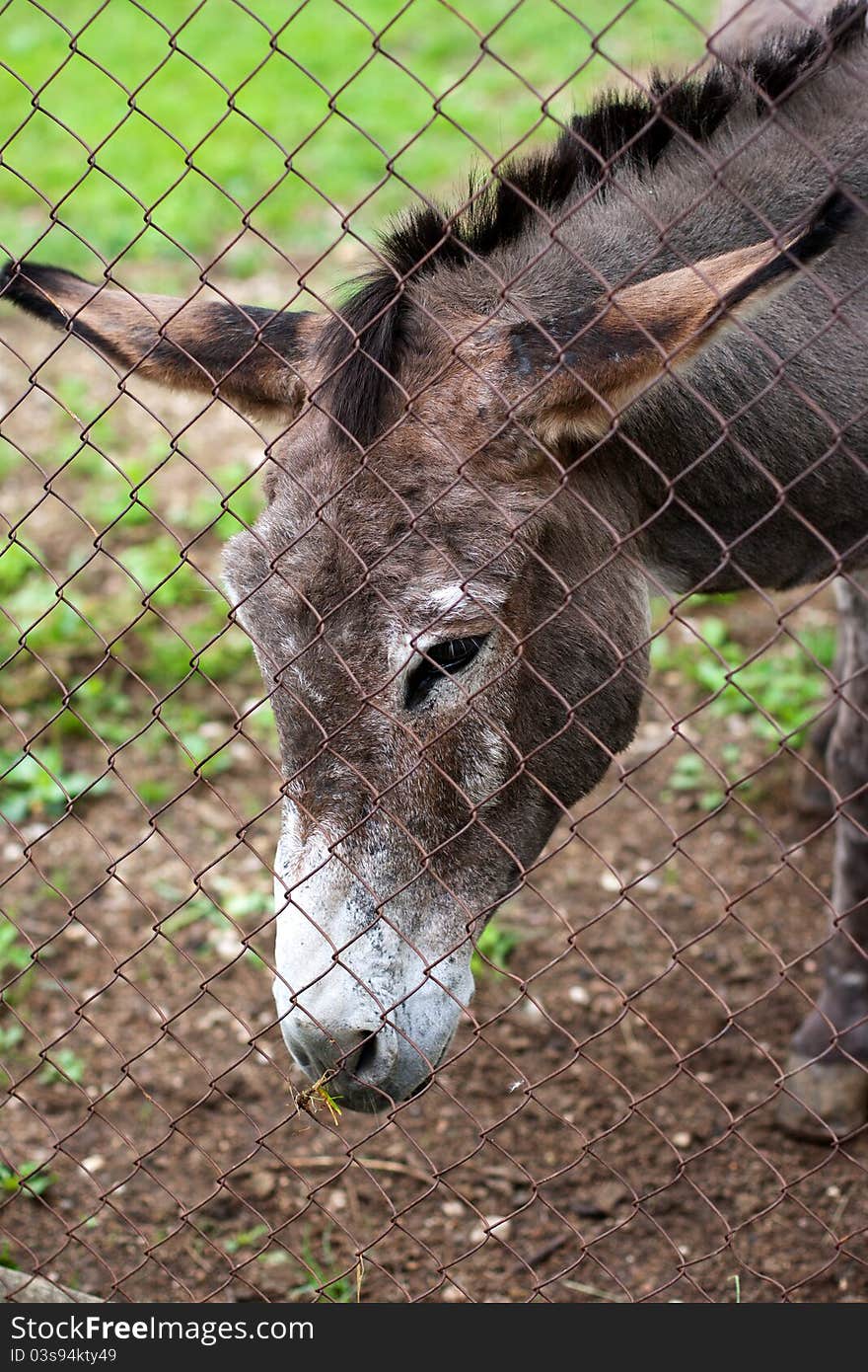 Donkey Of The Fence