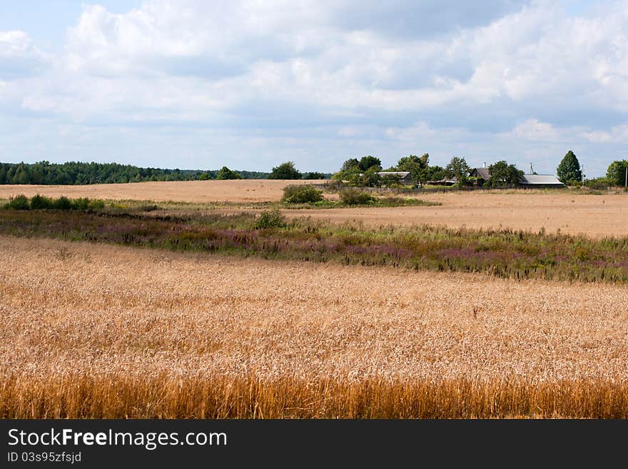 Wheat field