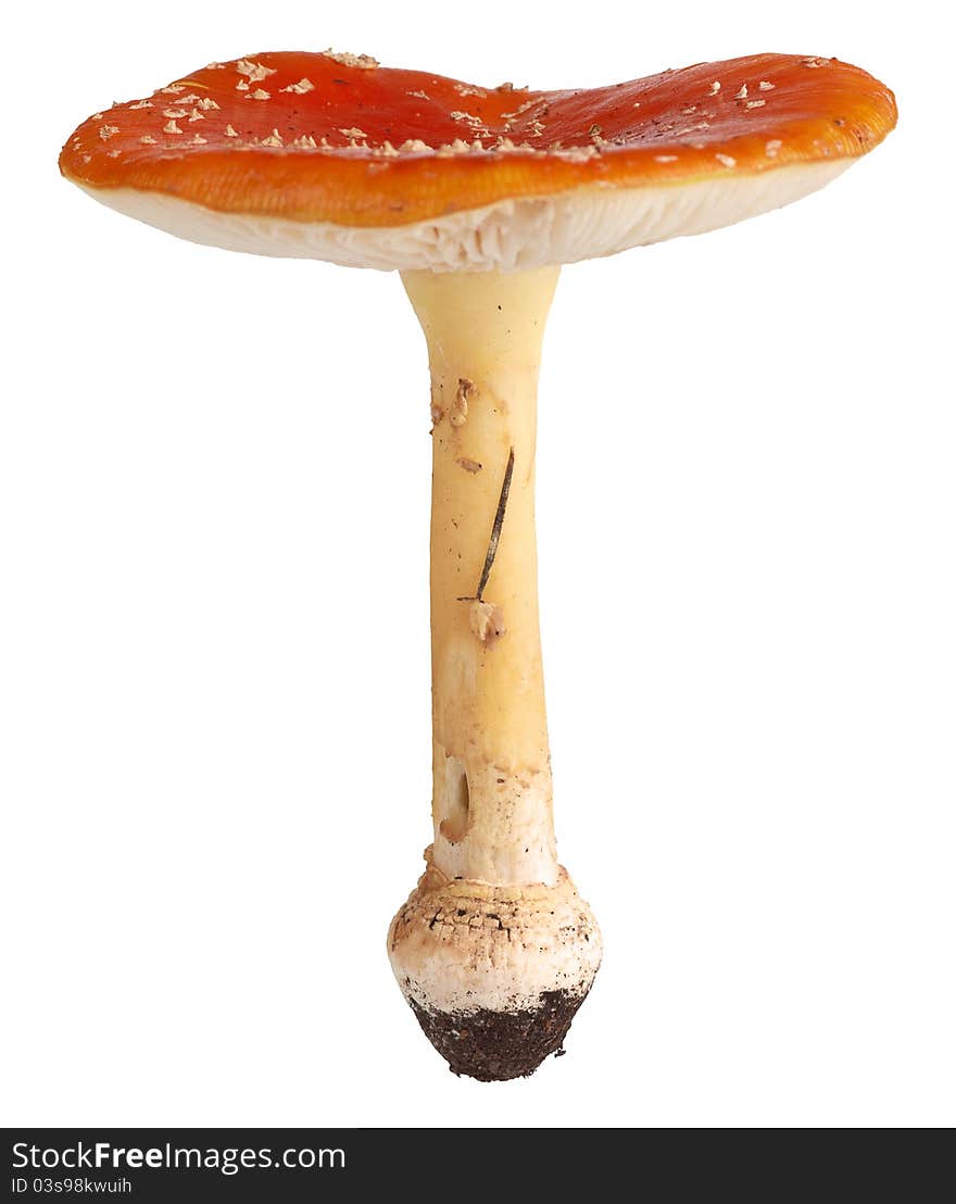 Close-up of red amanita on white background.