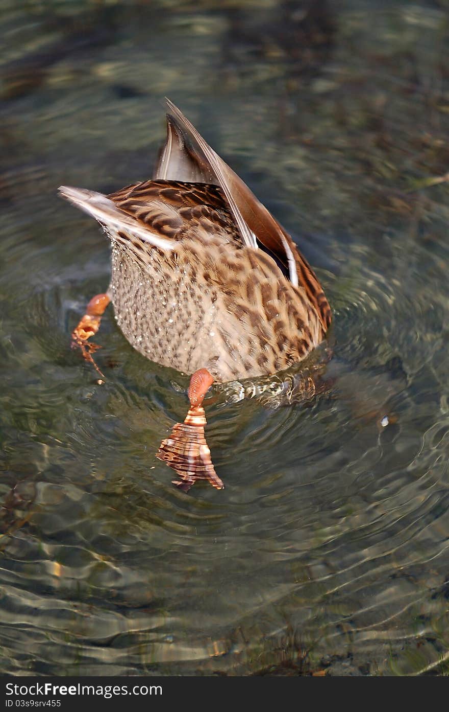 Brown mallard ducking looking for food at bottom of lake. Brown mallard ducking looking for food at bottom of lake