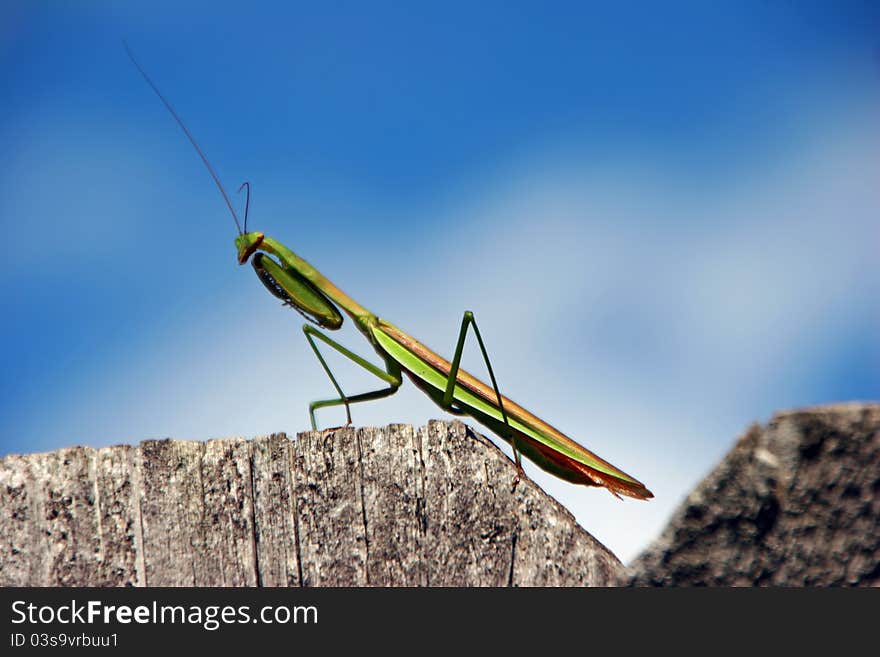 Green predatory praying mantis insect on fence