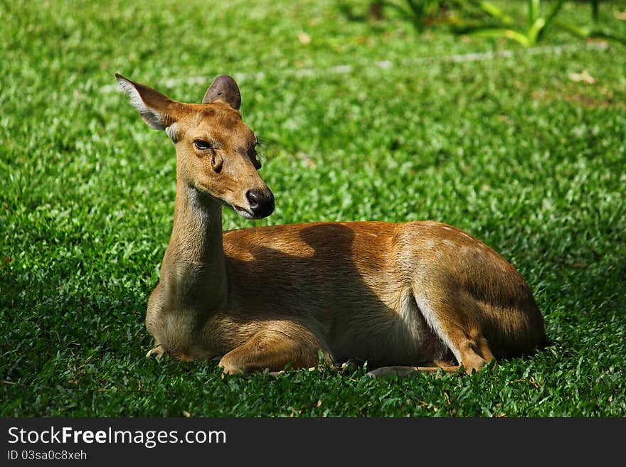 A picture of a sitting female deer