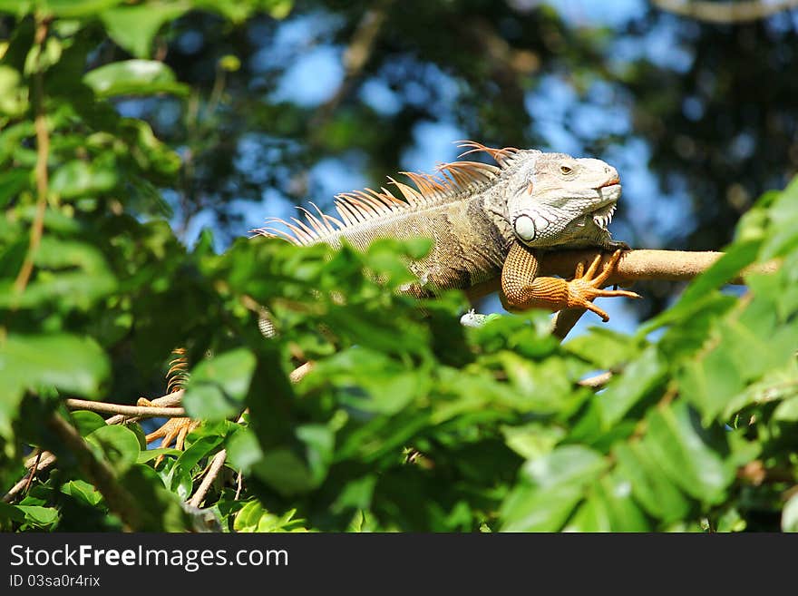 A male orange Iguana on the tree