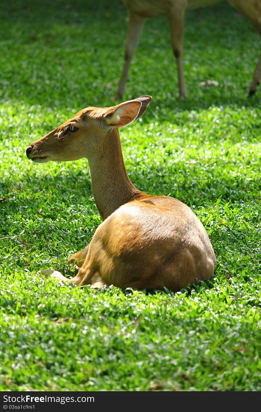 Sitting female deer  on the grass