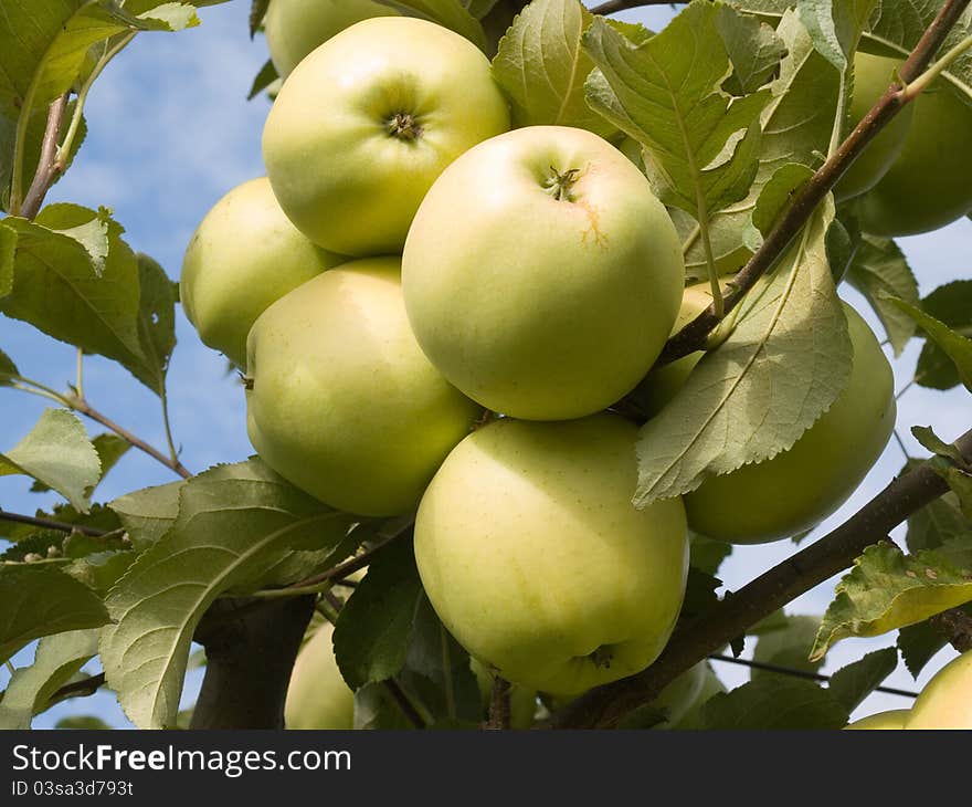 Green Apples.