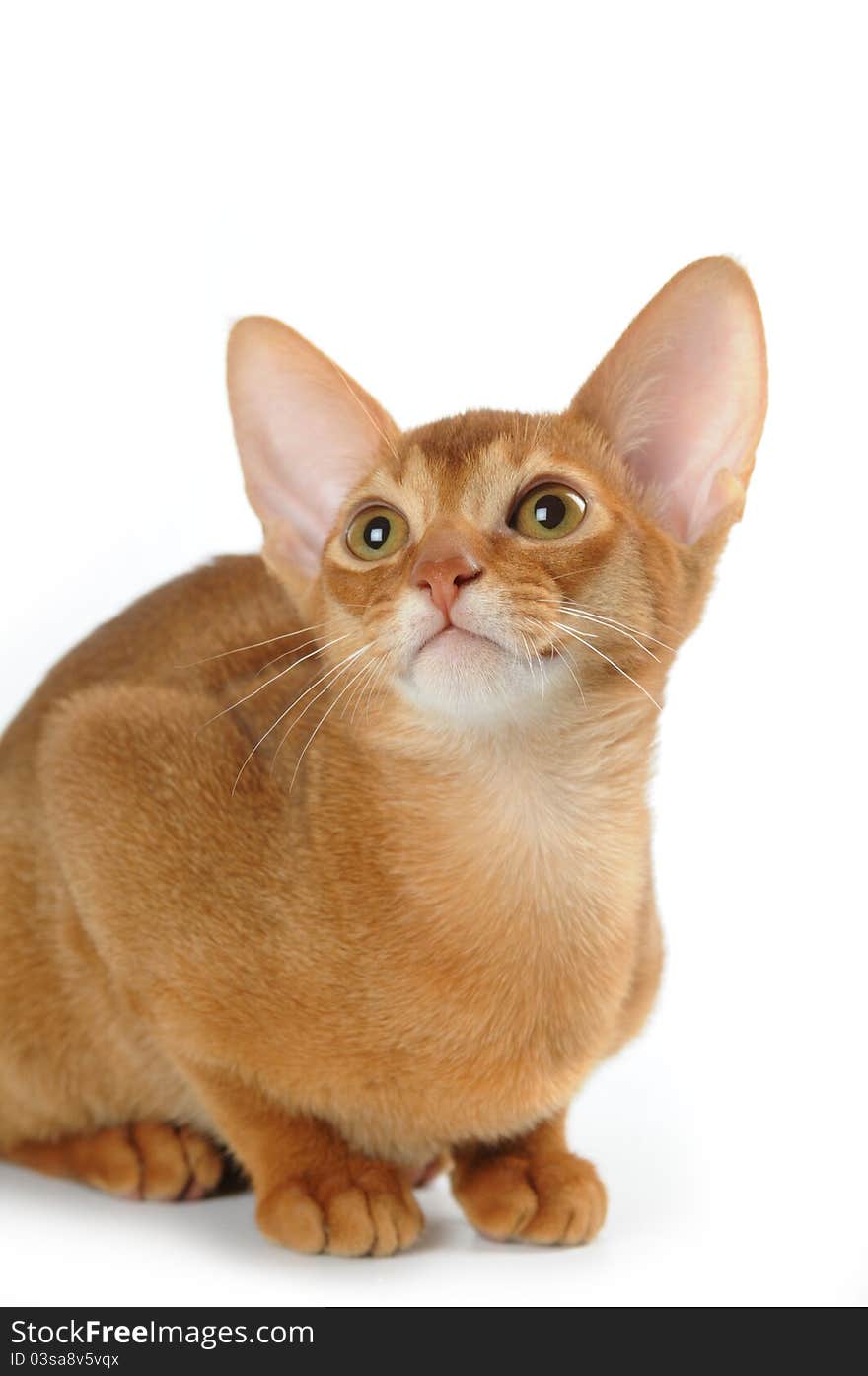 Sorrel abyssinian cat isolated on white