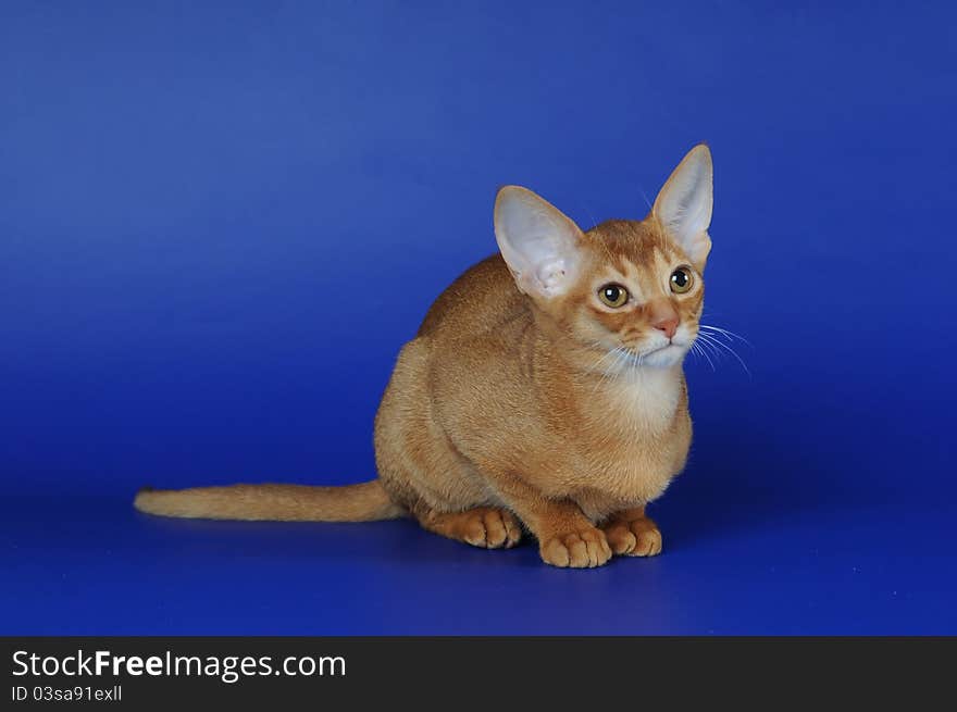 Sorrel abyssinian cat on blue background