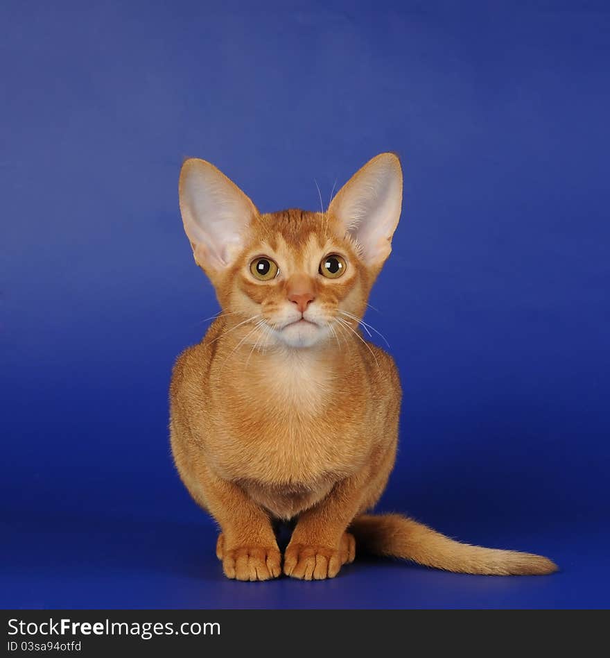 Portrait of purebred red abyssinian kitten sits on blue background