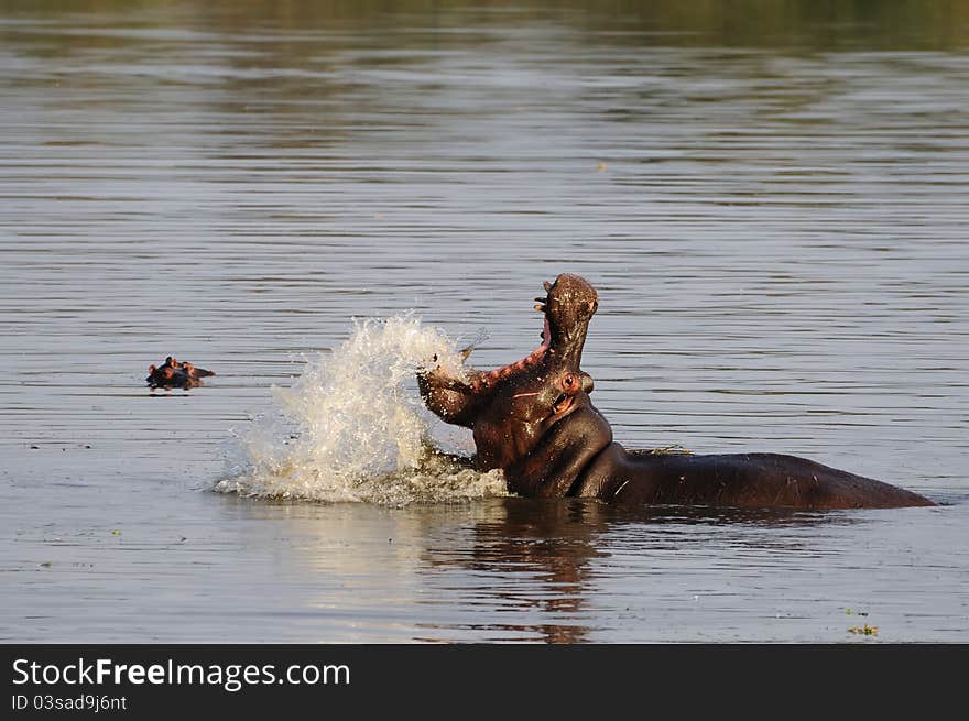 Hippos (Hippopotamus amphibius) are widely considered to be one of the most dangerous large animals in Africa (South Africa). Hippos (Hippopotamus amphibius) are widely considered to be one of the most dangerous large animals in Africa (South Africa).