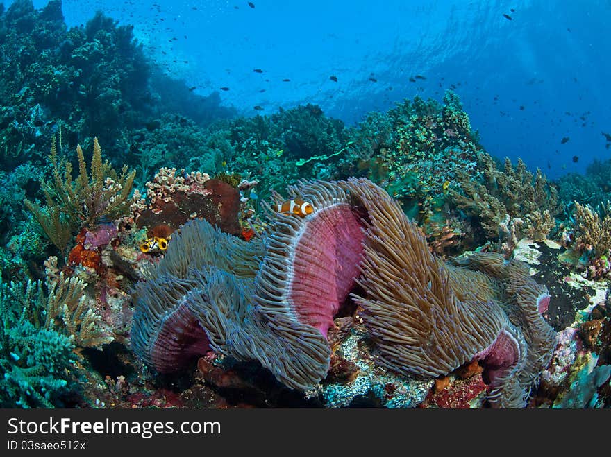 Clownfish in a general reef scene, Raja Ampat, Indonesia. Clownfish in a general reef scene, Raja Ampat, Indonesia