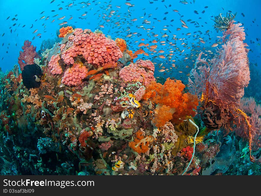 Flame fairy basslet swimming along a colorful reef, Indonesia. Flame fairy basslet swimming along a colorful reef, Indonesia