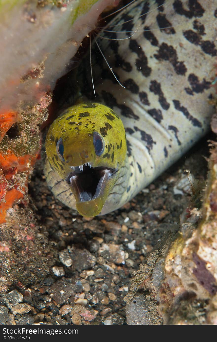 A spot face moray eel protecting it's ground, Sulawesi, Indonesia. A spot face moray eel protecting it's ground, Sulawesi, Indonesia