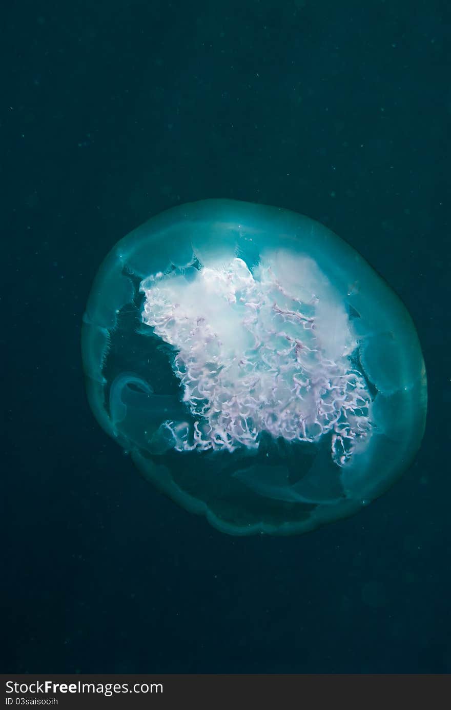 Jellyfish