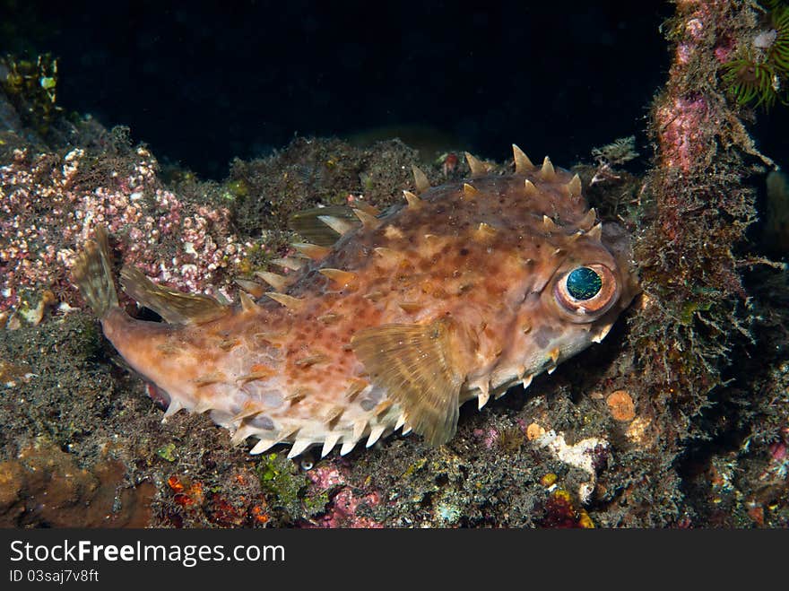 Fine spotted porcupinefish laying on a coral reef, Solawesi, Indonesia. Fine spotted porcupinefish laying on a coral reef, Solawesi, Indonesia